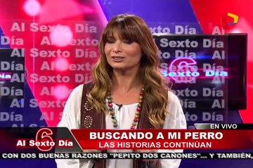 Continúa la lucha por ubicar a las mascotas extraviadas
