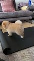 dog stretches his legs on owner's yoga mat - dog stretches his legs on owner's yoga mat -