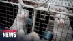 6 countries report COVID-19 outbreaks in mink farms, prompting mass culling and farming restrictions in some