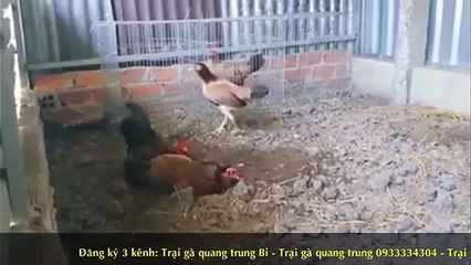 Trại gà quang trung | Khoa Nguyen Tra Vinh Official