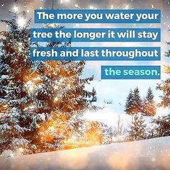 Caring for your Christmas Tree