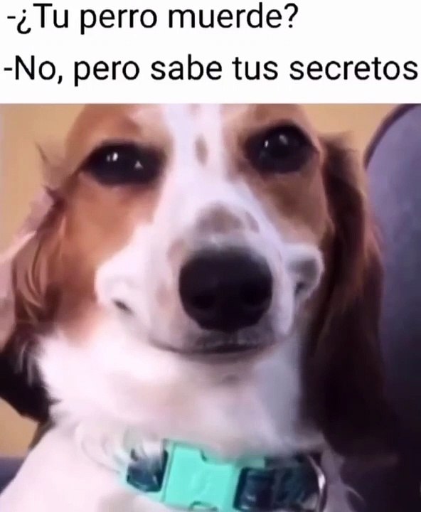 tu perro muerde no pero sabe tus secretos meme