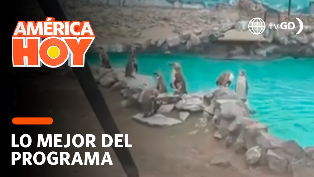 América Hoy: Finalmente el parque de las leyendas abrió sus puertas para toda la familia (HOY)