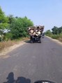 धड़ल्ले से सड़कों पर दौड़ रहे हैं हरे-भरे पेड़ों की कटाई की लकड़ी से भरे ट्रैक्टर ट्राली