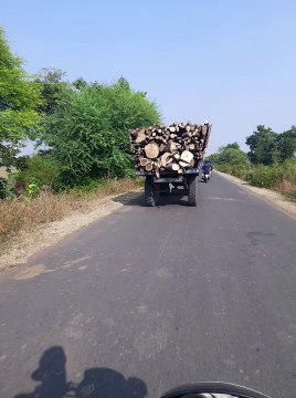 धड़ल्ले से सड़कों पर दौड़ रहे हैं हरे-भरे पेड़ों की कटाई की लकड़ी से भरे ट्रैक्टर ट्राली