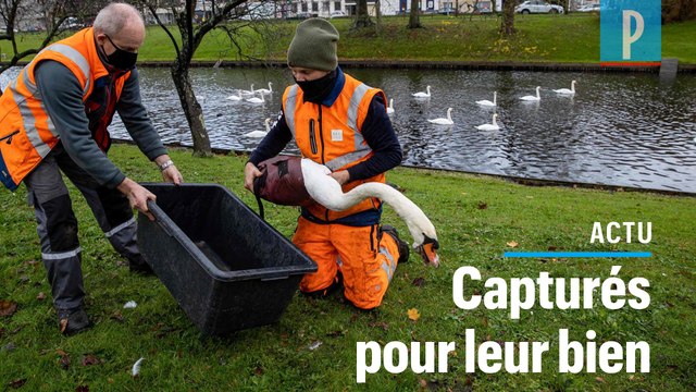 Grippe aviaire en Europe : Bruges confine ses 120 cygnes