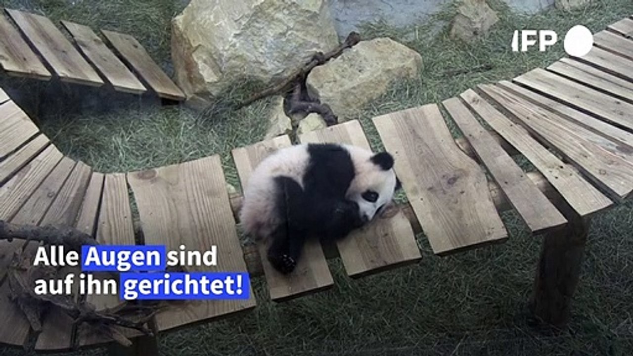 Riesenpanda fan xing neuer publikumsmagnet