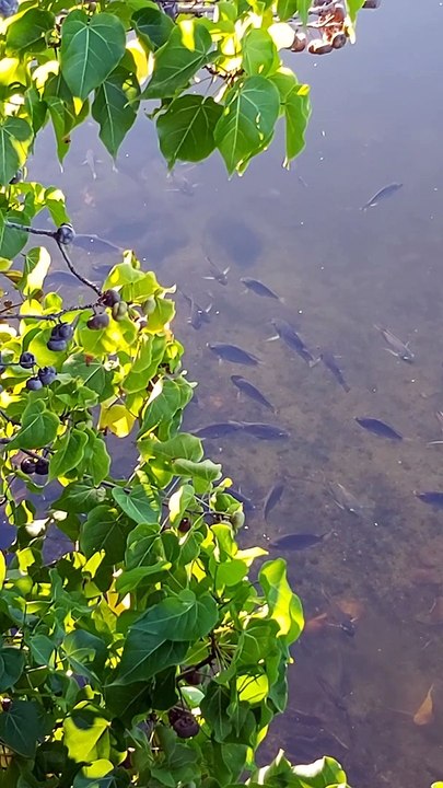 Thousands of fish in Four Seasons Beach House pond