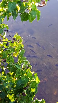 Thousands of fish in Four Seasons Beach House pond
