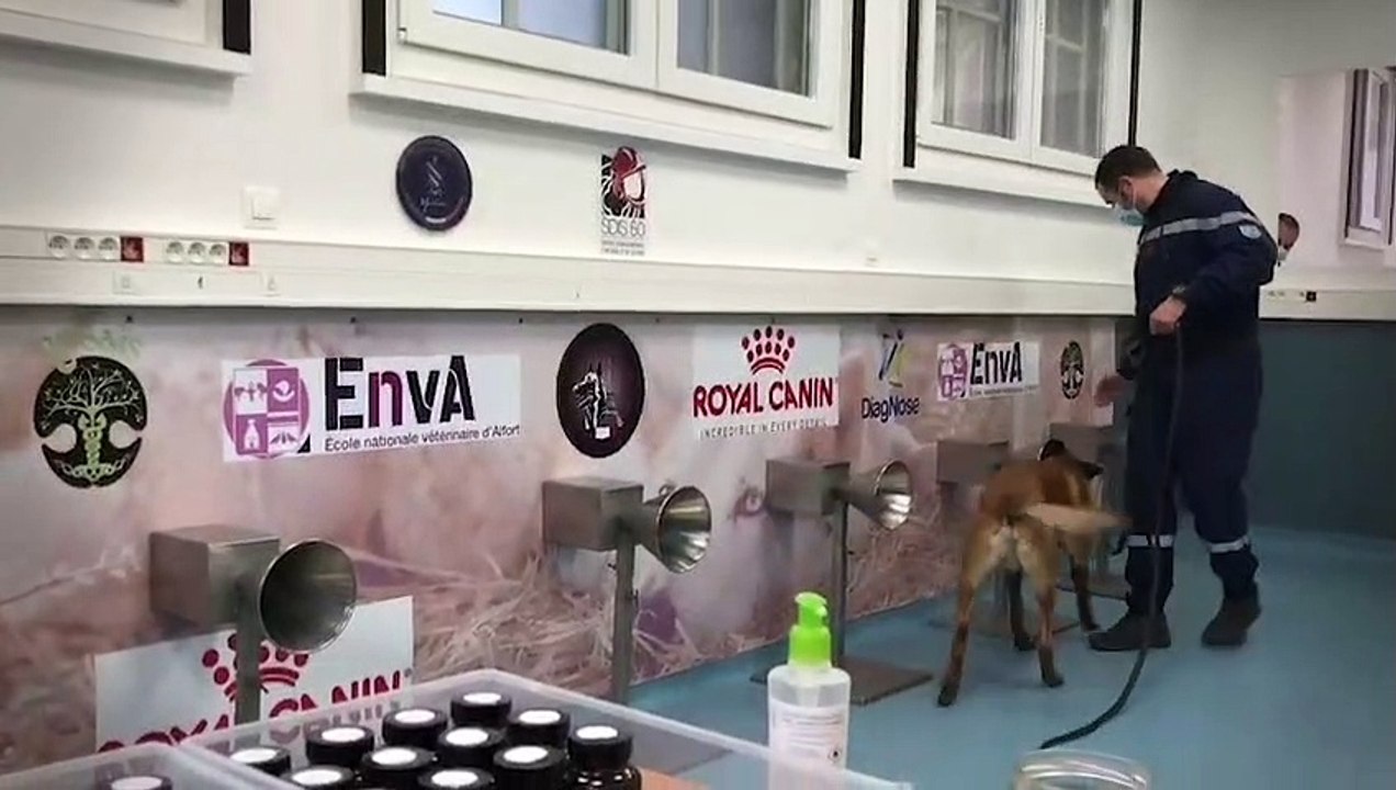 Des chiens détecteurs de Covid-19 vont-ils bientôt renifler des malades en France ?