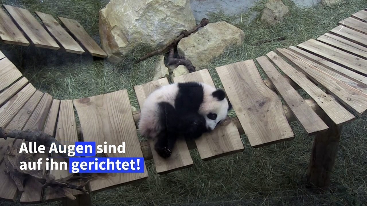 Riesenpanda Fan Xing neuer Publikumsmagnet