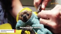 Neglected bat lived in broom closet for years before rescue