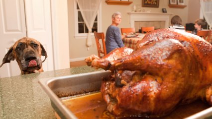 Yavapai Humane Society on Thanksgiving Dangers for Pets
