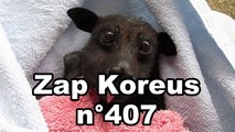 Zap Koreus n°407