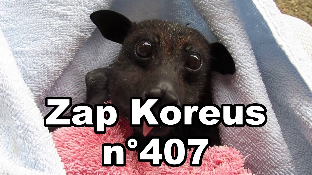 Zap Koreus n°407