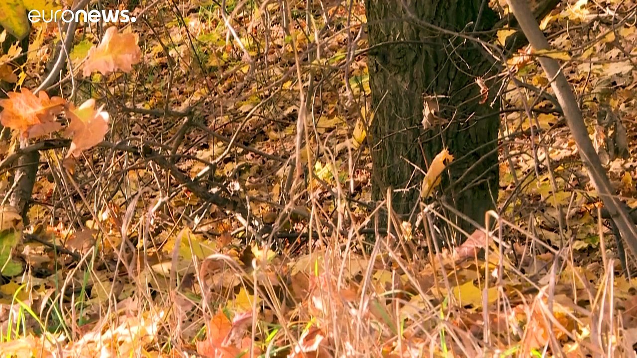 Nach Knochenfund: Verdacht auf Kannibalismus in Berlin