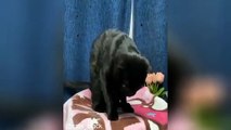 Cat videos droles jamais vue_1605813469