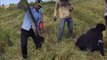 Ces fermiers indonésiens découvrent un énorme serpent en labourant un champs