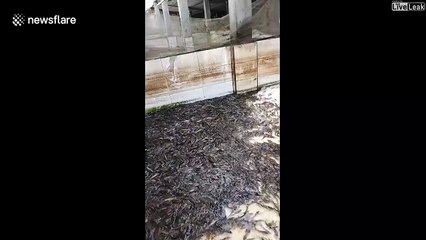 Des milliers de poissons piégés dans un centre commercial pendant une inondation