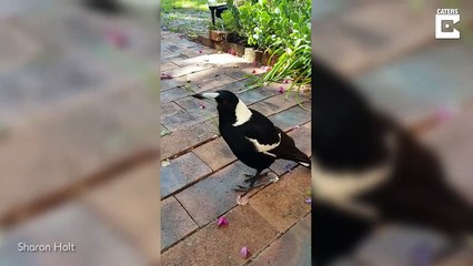 Cette pie aboie comme un chien