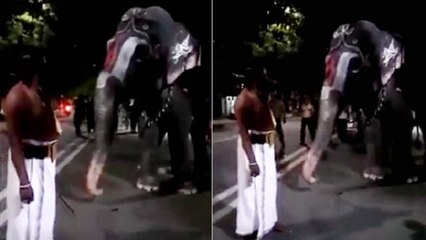 பாகனுடன் உரையாடிக்கொண்டே நடந்து செல்லும் ஸ்ரீரங்கத்து ஆண்டாள்  யானை - அழகு வீடியோ