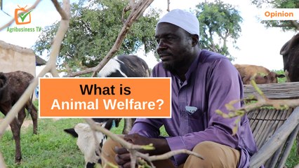 Opinion: What is Animal Welfare?