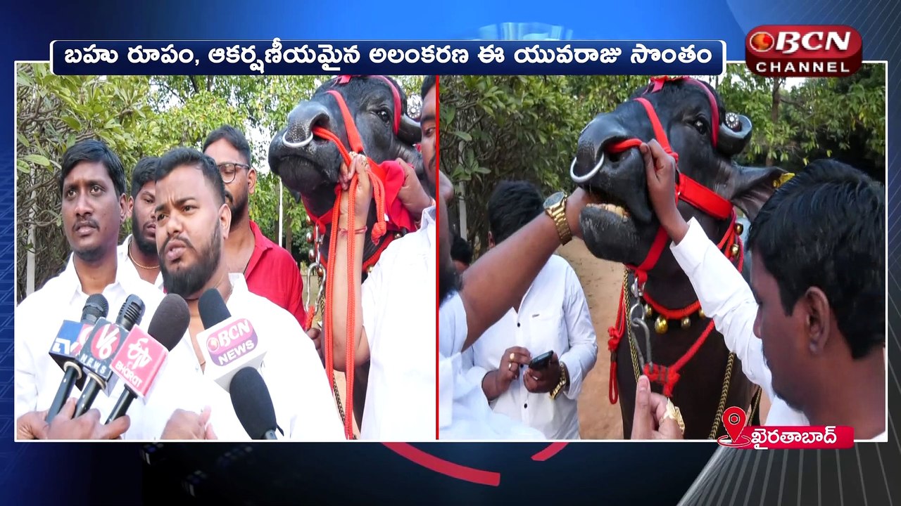 CHAMPION RANA BULL రోజు ఖర్చు ఎంతో తెలిస్తే షాక్ అవాల్సిందే || సదర్ స్పెషల్