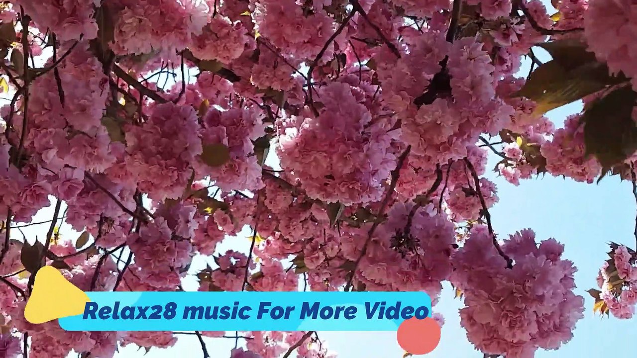 FLOWERS CAN DANCE.Amazing Nature Beautiful Blooming Flower Time  Video