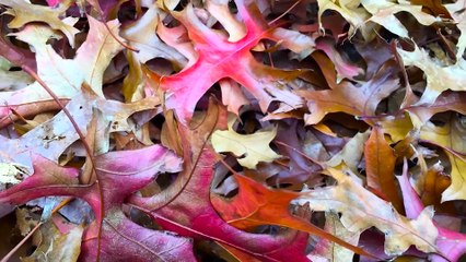 Turn Fall Leaves into an Easy and Free Art Project for Your Little Ones