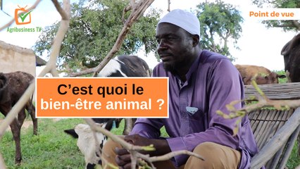 Point de vue : C’est quoi le bien-être animal ?