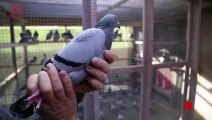 Belgian Racing Pigeon Flies To New Record Of $1.5 Million At Auction