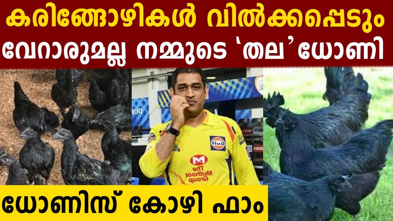 MS Dhoni orders 2000 Kadaknath chicks, likely to do poultry farming | Oneindia Malayalam