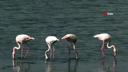 İzmit Körfezi’nde Flamingoların Görsel Şöleni