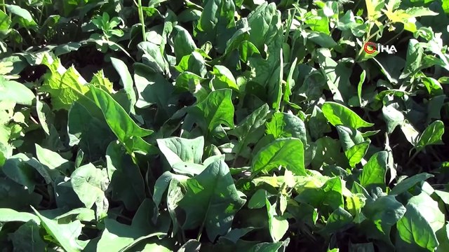 Urfa'da Ispanak Hasadı Başladı! Tarlada 2,5 Pazarda 5 Liradan Satılıyor