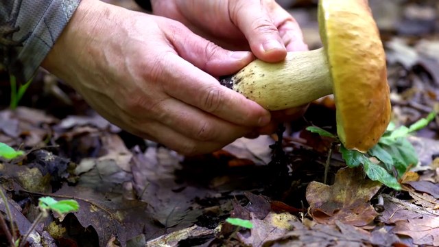 Capital enquêtera dimanche soir sur M6 sur les cèpes, girolles et autres champignons sauvages qui valent de l'or - Découvrez les 1ères images