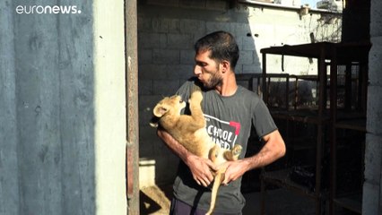 Exotische Haustiere: Kuscheln mit Löwenjungen