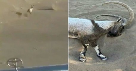 Cette chèvre est morte d'épuisement après avoir été pourchassée par des jeunes iraniens qui se livraient à un « safari » en 4x4