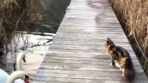 Cat Swats at Swans