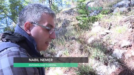 Desde enjambres de langostas hasta bacterias mortales: Estas son las plagas que se propagan por el mundo