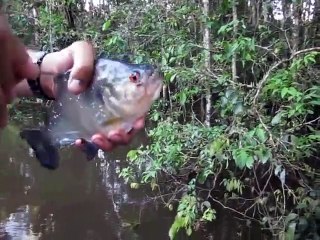 La mâchoire d'un piranha c'est puissant... la preuve