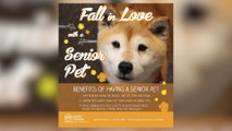 Fall in Love With a Senior Pet at Yavapai Humane Society