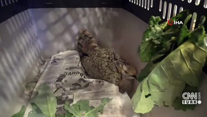 Toy kuşu avcılara kurban gitti! | Video