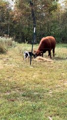 Cow and Goat Playing Together