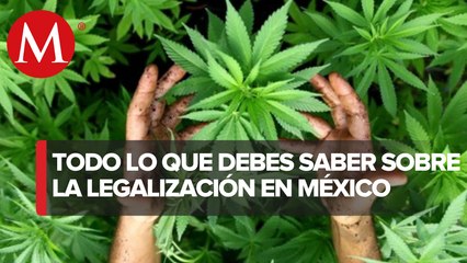Senado discute en comisiones la regulación de mariguana para uso recreativo