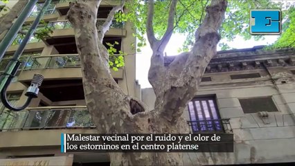 Malestar vecinal por el  ruido y el olor de los estorninos en el centro platense