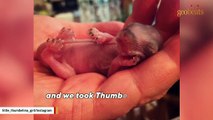 Couple adopts squirrel rejected by mom