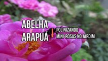 Abelha Arapuá polinizando mini-rosas no jardim