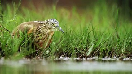 4K African Wildlife _ African Nature Showreel 2017 by Robert Hofmeyr(360P)