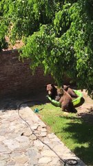 Mama Bear and Cubs Hanging Out in Kiddie Pool
