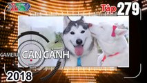 CAMERA CẬN CẢNH | Tập 279 FULL | Cà phê 'thú cưng' - 'Làm ngạt' - Bất chấp biển cấm | 251118 